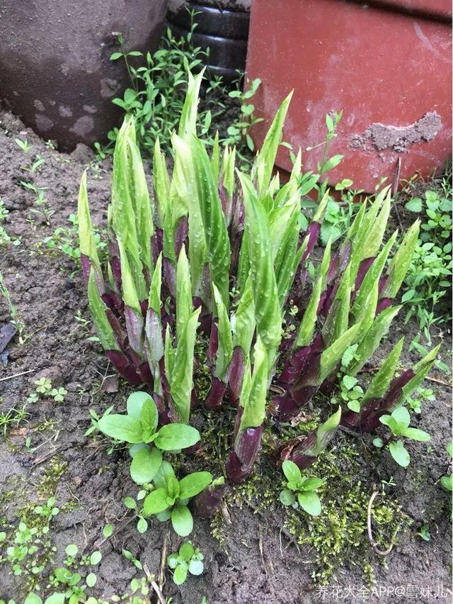 贝拉小蜜蜂草本身体乳