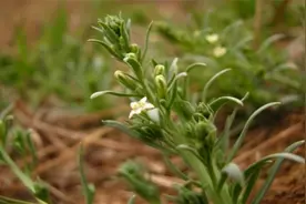 搞钱了，来看看一百多元一千克的百蕊草是什么样子图片
