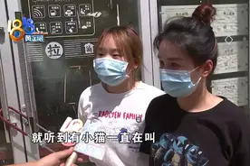 困在商铺里的小猫，难打开的第二把锁图片