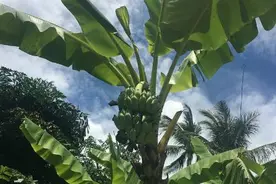 越南惊现香蕉王，这真的不是开了外挂？果农非常满意为何多人围观图片