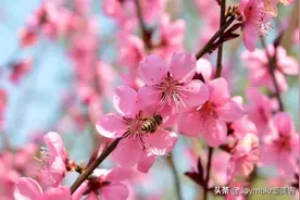 来千佛山风景区，看人间四月的芳菲图片