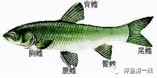 鱼鳞由什么组成