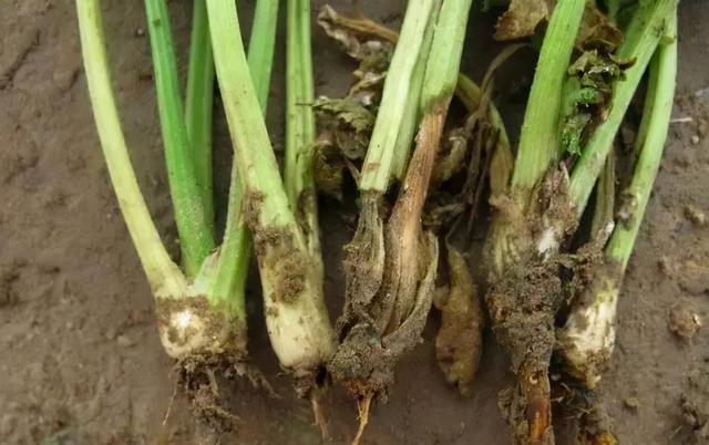 气温低导致的根系差，长势弱。要怎么改变才能增产增量