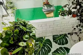 家里卫生间，适合养6种花，吸潮气除异味，厕所变成“绿植园”图片
