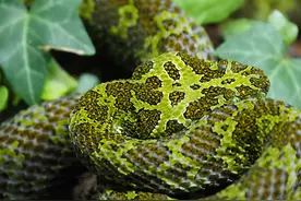 为什么剧毒的莽山烙铁头龟缩在莽山，而无毒的乌梢蛇却随处可见？图片