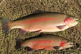 龙羊峡的隐忧：花30年养一条虹鳟，“漏网之鱼”已侵入黄河？图片