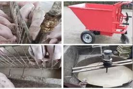 张保平：“网红”猪场的防非“密码”图片