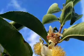 雪片单丛茶，这是一年中香气最高的茶叶图片