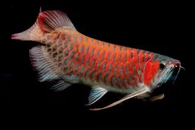 养龙鱼应该注意些什么？喂鱼，最简单的却最容易犯错图片