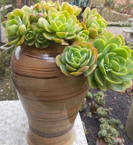 60种多肉悬崖桩大赏,据说只要是多肉控就抵挡不住悬崖桩的诱惑