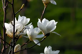 玉兰花大全，简介5种玉兰花，你喜欢哪种？图片