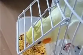 玄凤成长记（十二）图片