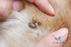 警惕！假日出去玩，千万要小心这些虫子图片