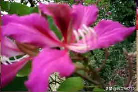 吞泡（音作扑）以为只是有音无字竟然能在康熙字典里找到原字图片