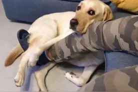 “占有欲”很强的狗狗，才有这些表现图片