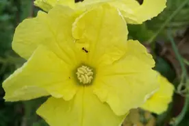丝瓜又名水瓜，花朵鲜黄色，你们那里叫什么呢？图片