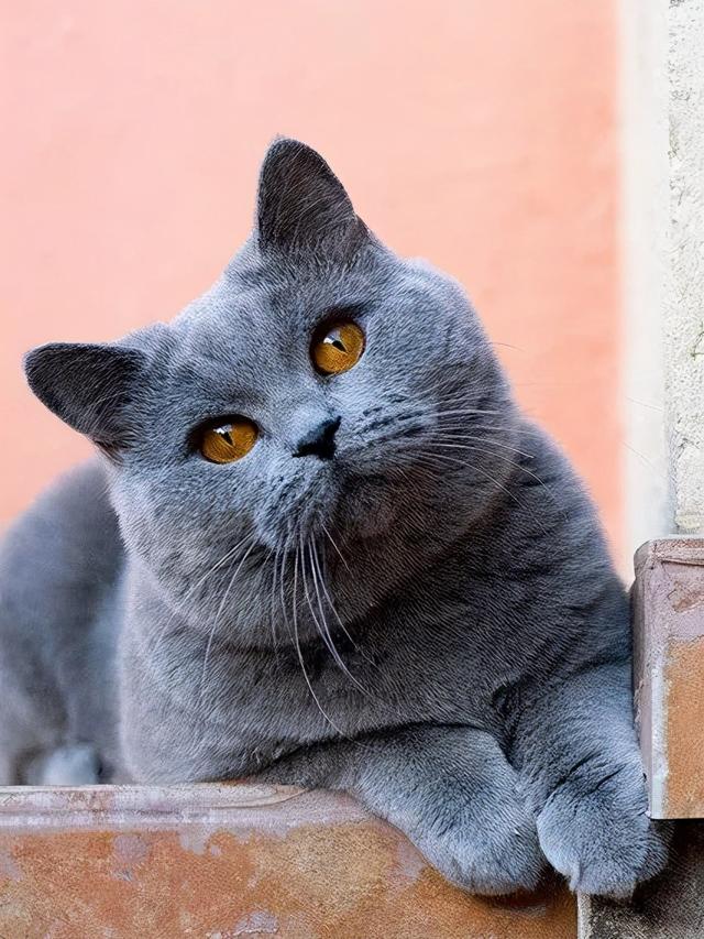 英国短毛猫丨蓝猫