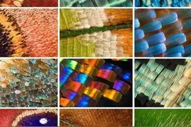 显微镜下蝴蝶翅膀的纹路 让你看了也着魔的微距摄影作品图片