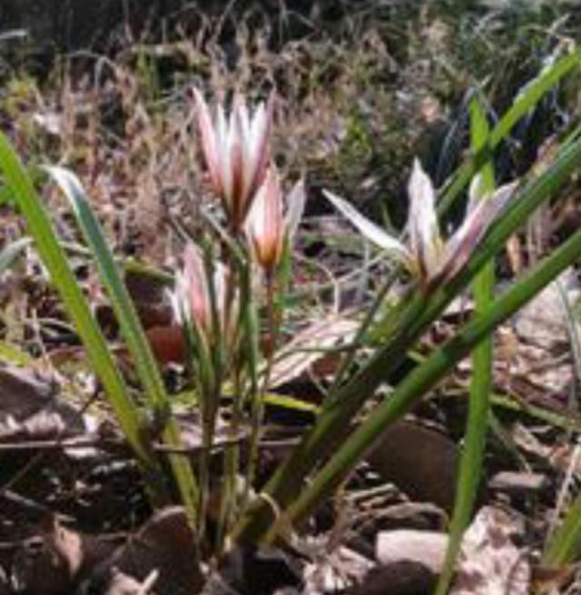 双芽子的功效和作用 双芽子的功效和作用是什么