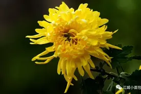 细细地琢磨《甄嬛传》的那些花儿.3图片