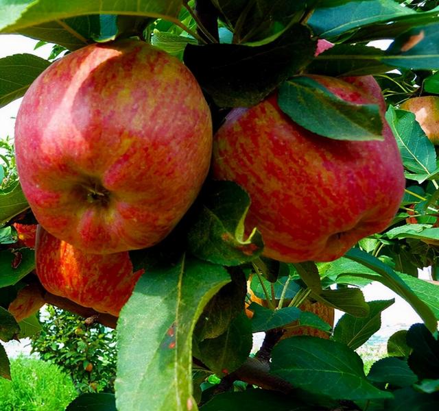 COR-冠菌素，帮助苹果增糖转色提质，卖相好味道佳，卖上好价