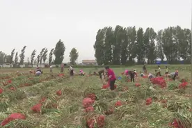 高台县劳务经济红红火火图片