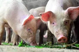 海南猪肉多少钱一斤？为何猪价能排名第一？省内猪价为何差3倍？图片