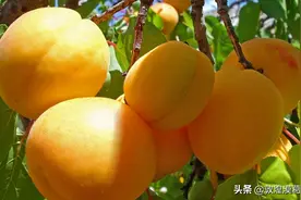 大西北的夏天，连空气都是甜的......图片