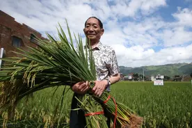 当工作人员把“还是吃得太饱”表情包拿给袁隆平看时，他笑了，随后说的话却让人哭了图片