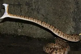 毒蛇中的“烂肉王”，强者不以毒性论英雄，毒性不强破坏力却十足图片