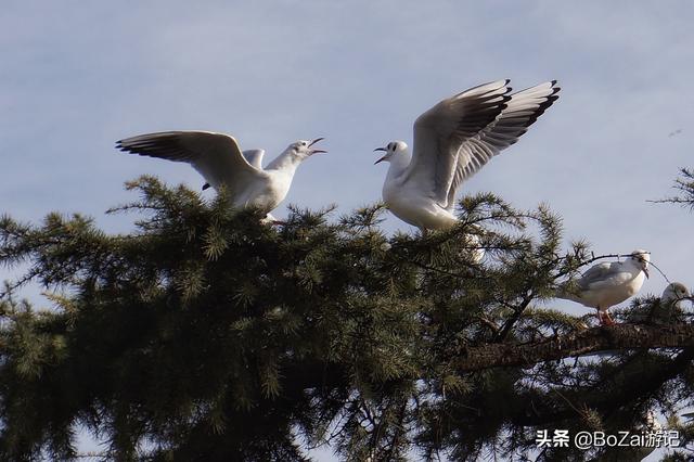 到云南昆明旅游必去的21个景点，你去过几个？最爱哪个景点？