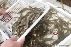 买大虾，不是价格越贵越好，这4种不要买！健康第一位，别买错了图片
