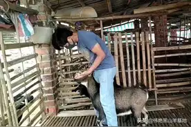 羊感冒了，有一个偏方很不错，操作也很简单图片