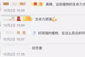 创纪录！我国在珠峰6200米地带采集到植物种子图片