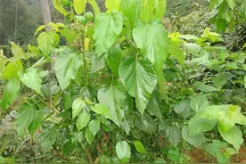 农村野桑树叶用处大，小贩抢着收购图片