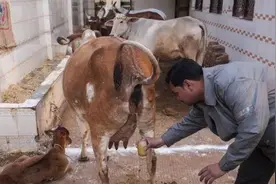 印度为什么总是这么下作？图片