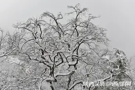 陕西省旬阳县：白雪覆盖巍巍群山 宛如童话世界图片