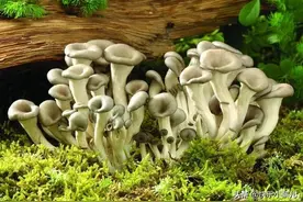 4物是天然的“增高剂”，孩子每天吃点，促进骨骼发育“长高个”图片