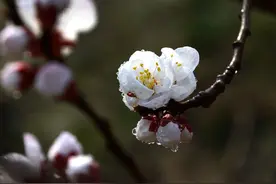 十首宋朝哲理诗赏析合集图片
