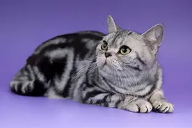 纯种猫颜值中的扛把子，你有养过吗图片