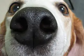 狗为什么总是互相闻屁股？图片