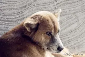 老土狗每天帮主人拉车送牛奶，一坚持就是8年，风雨无阻无怨无悔图片