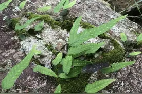 2种野草，若你还能见到，请好好珍惜，药用价值极高，可遇不可求图片