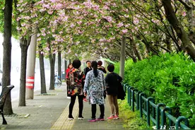 【美图欣赏】风雨前抢拍的晚樱图片