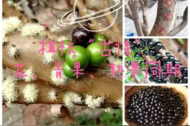 嘉宝果，一种极其“古怪”的水果图片