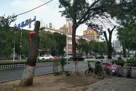 路边大树树冠为啥被砍 市园林部门：为的是治理虫害图片