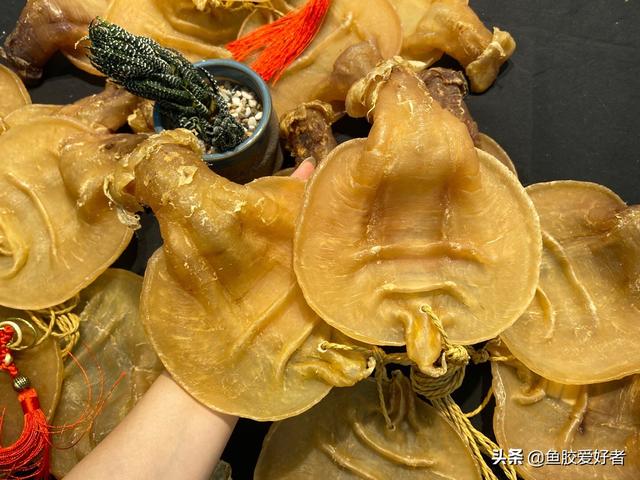 土鳘鱼胶与赤嘴鱼胶哪个好 2026年土鳘鱼胶与赤嘴鱼胶区别