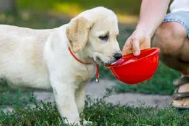 如果你家宠物狗喜欢喝这种水，作为主人的你：那就请留意一下啦！图片