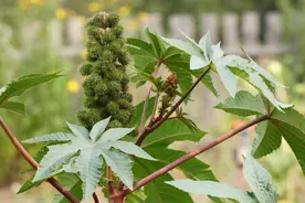这种农村常见植物，毒性是眼镜蛇3倍，误食致命，看见不要乱碰！图片
