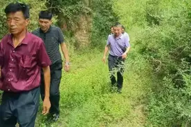80亩玉米地遭8头耕牛啃食，践踏！怎么赔？图片
